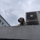서울용곡초등학교 | [일상] 등산 / 광진구 용마산 용마산정상길
