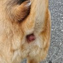 한사랑동물의료센타 동물병원 이미지