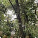 임이랑 농장 | 휴가 치앙마이 앙카네이처트레일, 로얄프로젝트, 몽족시장, 와치라탄폭포, 파쵸협곡