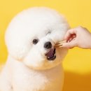 세종애견미용 이미지