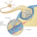 신경전달물질 - 노르아드레날린· 도파민 · 세로토닌 이미지