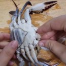신진도꽃게