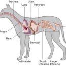 강아지 췌장염 이미지