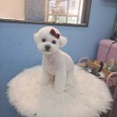 LIKE FRISE 이미지