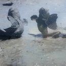 강진만갯벌탕 이미지