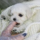 일산강아지분양 라펫 이미지