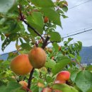 살구나무집민박 이미지