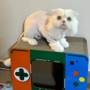 아꼬운몽 이미지