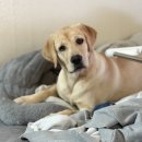 고양이와 함께 자란 래브라도 리트리버 이미지