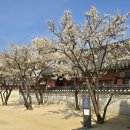 수원중앙도서관/시민회관 | 수원 화성행궁, 효원정 매화 만개