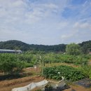 매봉산 농장 이미지