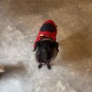 펫케어 | [하남 미사] 하남미사강아지테라피 리듬펫헬스케어 후기💕