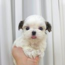 꽃강아지 이미지