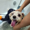 살롱드하츠 이미지