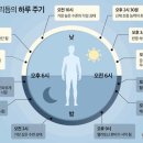 몇 시에 운동하세요? 과학이 밝힌 최적 시간 따로 있다 이미지