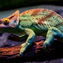 카멜레온 이미지