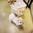 테이블에이 이미지