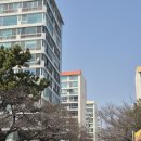 (버스)삼익사이버아파트 | 부산벚꽃명소 남천삼익비치 2026.03.26 개화상황 빵지순례