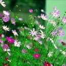 꽃들처럼 이미지