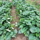 연임농장 이미지