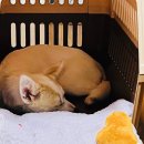 호야켄넬 이미지