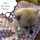 댕이쌀롱 이미지