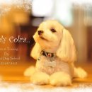 강화애견훈련학교 이미지