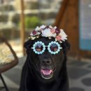 숲멍 | 인천 강화도 애견동반 가볼만한곳 멍숲 강화애견운동장 서울근교 독채 애견운동장