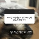 이름 바꾸고 재데뷔하는 브브걸 촌스럽다는 질문 받은 유나 답변...jpg 이미지