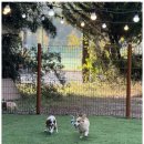 힐링애견샵 | 경주애견미용 자연 속 애견 힐링 멀티샵에서의 특별한 하루