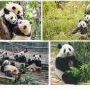 (동물 세계사) 016. 판다, 돌아온 귀염둥이 이미지