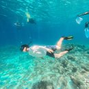 거북이 | 보홀 호핑투어 코스 준비물 업체 추천 발리카삭 거북이 후기