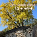 은행약수터 | 경남양산 단풍명소 통도사 백련암 백련정사 600년된 은행나무 실시간