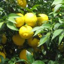 청산농장 이미지