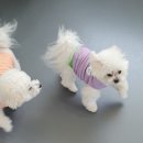 놀러왕왕왕 이미지