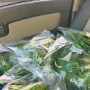 안하농장 이미지