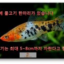 코이 이미지