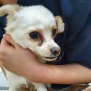 아이비 동물병원 이미지