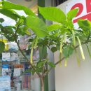 꽃피는약국 이미지