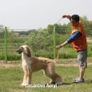 카사노바 에리켄넬 이미지