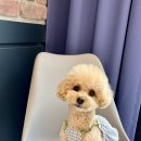 도그베이 동탄호수공원점 이미지