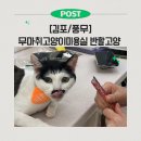 [김포/풍무] 고양이 무마취미용실 반할고양