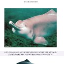 양쯔강 돌고래 멸종 이미지
