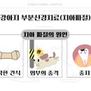 금호동물병원 - 성동구 금호로 105 | 금호동물병원