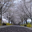 낙동강관리본부 대저생태공원 1 이미지