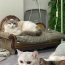 스카이캣명동2호점 이미지