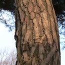 토템충남가구 | 사람과 나무의 상관관계