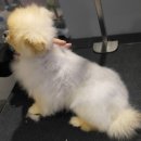 마스터그루밍클럽 이미지