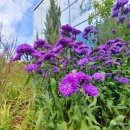 아스타 빌 이미지