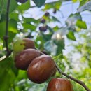 영근농장 이미지